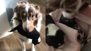 Dog Takes Her Tiny Puppies To Owner's Bed