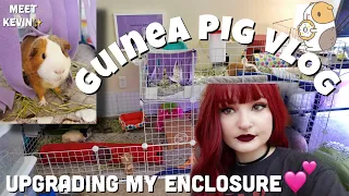 MEET MY NEW GUINEA PIG 🐽|VLOG|