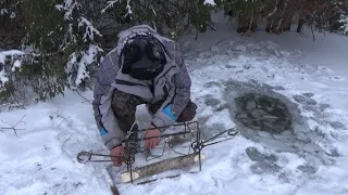 Проверка капканов на бобра с приманкой.