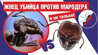 Ant killer Messor structor destroys formidable "Maroders" Carebara diversa
