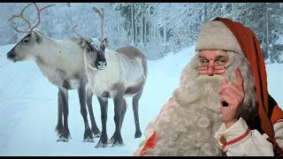 Reindeer of Santa Claus on road in Lapland Finland Arctic Circle - Rovaniemi Pello Father Christmas