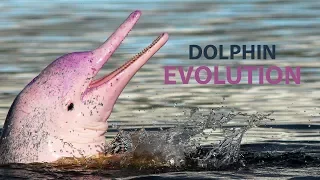 Is it true that Dolphins Evolved from Terrestrial Animals?