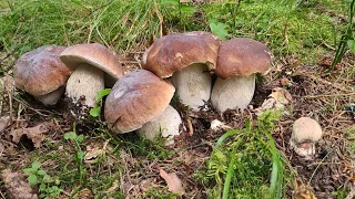 20 août 2023 Prospection en pleine canicule , pousse incroyable de cèpes #boletus edulis ,#cepes