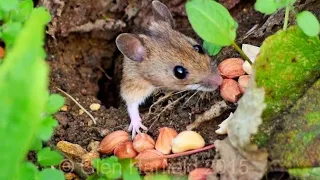 Mouse Takes Nut Down Mouse Hole