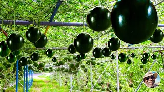 दुनियां की सबसे महगी तरबूर की खेती कैसे की जाती है | How Japanese Farm Black Watermelon |
