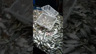 puso, Jakarta,lambur,kenah ikan kembung MLM Jum'at