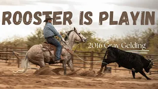 Rooster Is Playin | "Rooster" | Heel Horse For Sale