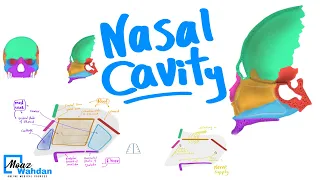 05 Anatomy of Nasal cavity part 02 - Damietta univ. - Moaz Wahdan