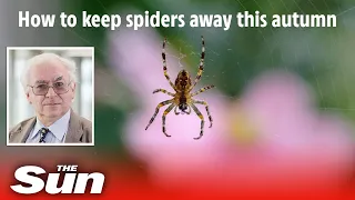 Spider expert's top tips on keeping eight-legged visitors away this autumn