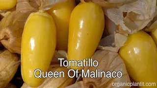 Tomatillo Queen Of Malinalco | Organic Plant It