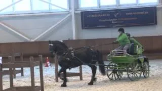 Ирина Мамонтова: о Конном Парке, о лошадях, о развитии конного спорта (Радио "Подмосковье")
