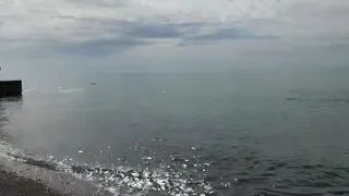 Дельфины сегодня в Сочи