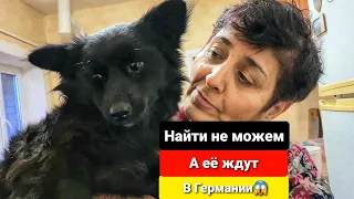 У нас сбежали 4 собаки за день😭 Дора в Том числе😱