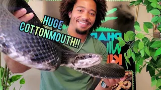 ⚠️🐍Pharaoh Handling 5 FOOT COTTONMOUTH!!