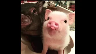 CUTE MICRO PIG | A Cute Mini Pig Videos Compilation 2019 #1