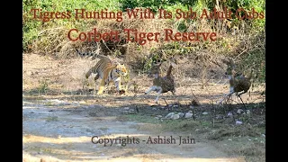 Corbett Tigress hunting with its Cubs|| बाघिन अपने शावकों के साथ शिकार करती हुई दिखी Corbett Reserve