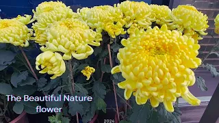 Beautiful Nature flower in garden @lovelygardens54