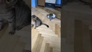 Обезьяна чуть не порешила кота🙀