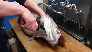 Satisfying Fish Filleting Video