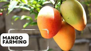 Mango farming: Tips on how to grow mangoes