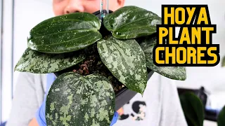 Hoya Plant Chores 🌱 potting propagations, hoya updates, hoya blooms 💚 indoor houseplants