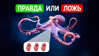 У осьминогов три сердца? И другие удивительные факты