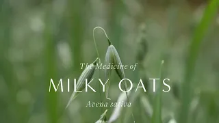 The Medicine of Milky Oats – How to Use, Harvesting, and Making Herbal Medicine with Avena Sativa