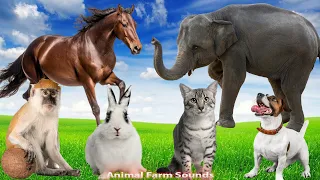 Cute Little Animals : Cow , Cat, Elephant, Dog, Rabbit - Animal sounds