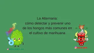 La Alternaria: cómo detectar y prevenir uno de los hongos más comunes en el cultivo de marihuana