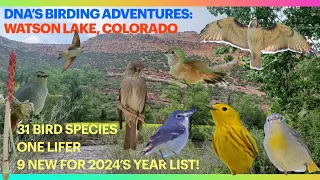 Birding WATSON LAKE & Pinewood Res, CO—One LIFE BIRD!—-31 Species & 9 NEW BIRDS FOR OUR 2024 List