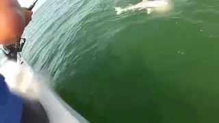 Grouper eats 4ft shark in one bite