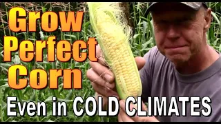 How To Grow PERFECT CORN in Cold Climates.  Growing a Bumper Crop at our Off Grid Homestead.