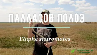 Палласов полоз (Elaphe sauromates)