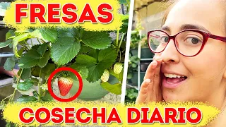 7 CUIDADOS de las PLANTAS de FRESAS en MACETA 🍓 [Tendrás Cosecha todo el Año]