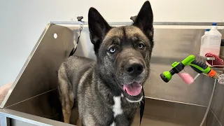 Grooming the Majestic Akita-Husky Mix: Taming the Giant Fluff!