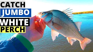 5 Tips To Catch Winter White Perch - Find & Catch Perch!