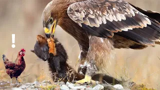 Tavukları Sansardan Korumanın Yolları !!!