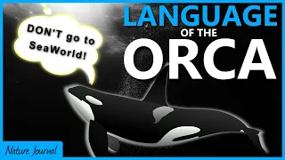 Language of the ORCA - How do killer whales communicate?