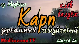 #рр4 оз.Медвежье  Карп чешуйчатый . зеркальный 24.03