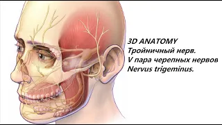 Тройничный нерв. V пара черепных нервов Nervus trigeminus.