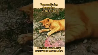 Ternyata Kucing Bersahabat Dengan Tikus Pantesan Film Tom Jerry Sudah Tidak Muncul di TV #shorts