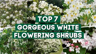 7 Gorgeous Shrubs That Bloom With White Flowers 🌼🌼 // PlantDo Home & Garden 👌👍