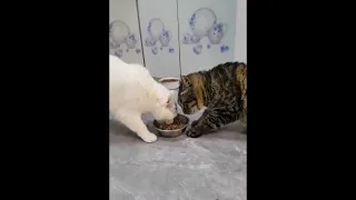 You Laugh You Lose 😂Videos of funny cats and kittens for a good mood! Part 4