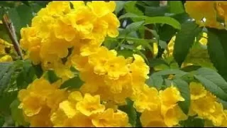 YELLOW BELLS🌾गोरी-चोरी का पौधा-Growing & Caring Method||Best Evergreen Flowering Plants