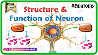 Structure and function of Neuron - Animation