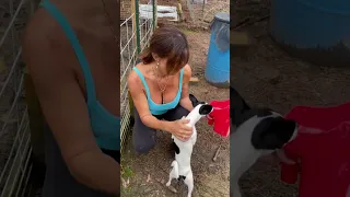 Stella always wants everyone’s food. #fyp #themaryburke #farmlife #like #love #dogsofyoutube