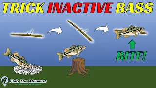 How To Fish a Neko Rig for Bass | Neko Rig Basics 101