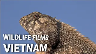 Changeable Lizards, Flower Mantis, Antlion (Distoleon tetragrammicus) - Wildlife Films Vietnam