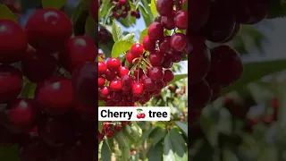 Cherry tree #shorts #shortsfeed #cherry #tree #fruit #viralshorts