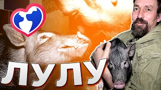 Свинка ЛУЛУ | Помощь животным